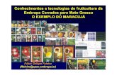 Conhecimentos e tecnologias de fruticultura da Embrapa … · 2011. 5. 6. · manual Vigor e longevidade Produção na Vigor e longevidade entressafra das plantas ... e cruzamentos