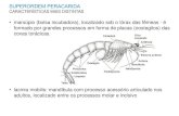 Crustacea Aula 7 Malacostraca Parte II [Modo de ... · São pequenos, de aparência curiosa por apresentarem a extremidade anterior grande e bulbosa e uma extremidade posterior longa