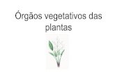 Órgãos vegetativos das plantas€¦ · Sem raízes uma planta não poderia retirar do solo a água com sais minerais. A raiz é o órgão da planta que tem por funções fixá-la
