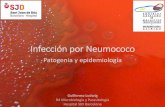 Patogenia y epidemiología - academia.cat€¦ · Coloniza nasofaringe humana en especial en niños. Agente etiológico mas frecuente de NAC, meningitis y otitis media aguda (OMA)