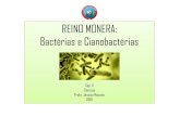 REINO MONERA: Bactérias e Cianobactérias• Alguns tipos de sais minerais; • Gás carbônico (CO 2); • Água. Essa capacidade de sobreviver com poucos recursos permite que as