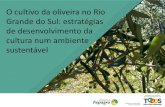O cultivo da oliveira no Rio Grande do Sul: estratégias de ......6. Biodiversidade de insetos associados e suas funções em olivais do Rio Grande do Sul: potenciais pragas e inimigos