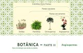 BOTÂNICA ² PARTE III Angiospermas€¦ · gimnospermas (pinheiros) Bo tânica a/gas pertencem ao Reino Protista As angiospermas (p/anfas com frutos) Surgem as P plantas com flores
