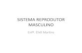 SISTEMA REPRODUTOR MASCULINO€¦ · desenvolvimento, do aparelho reprodutor , é a testosterona que determina as características sexuais secundárias, como a modificação do timbre