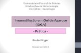 Imunodifusão em Gel de Ágar · 2013. 3. 1. · Imunodifusão em Gel de Agarose (IDGA) Paula Finger Fevereiro de 2013 Universidade Federal de Pelotas Graduação em Biotecnologia