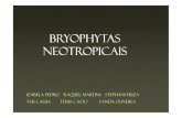 343o ppt bryophytas neotropicais ) · Anthoceros punctatus –acesso em 02/05/13. Notothylas galeriadebriofitas.blogspot.com –acesso em 02/05/2013. Nothoceros ... (Microsoft PowerPoint