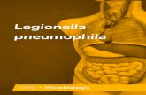 Ebook Microbiologia - Legionella pneumophila...obtém energia do metabolismo de aminoácidos, mas não de carboidratos. A sua ... apenas por meio de testes genéticos específicos