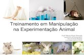 Treinamento em Manipulação na Experimentação Animal · Treinamento em Manipulação na Experimentação Animal Profª Márcia Kiyoe Shimada Departamento de Patologia Básica Setor