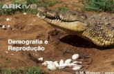 Demografia e Reprodução Female Nile crocodile at nest collecting youngDemografia e ... · Demografia e Reprodução. Female Nile crocodile at nest collecting young. Demografia.
