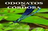 ODONATOS - WordPress.comDurante esta muda, el insecto abandona su exoesqueleto larvario (denominado “exuvia”) para extender por primera vez sus alas, adaptar su sistema respiratorio