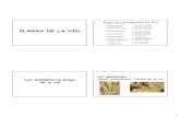 Homoptera: Margarodidae Margarodes vitium Cryptoblabes ... de la vid 2006.pdf · La cochinilla harinosa de la vid, La cochinilla harinosa de la vid, Planococcus ficus. 7 Origen y