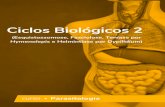 Ebook - Ciclos Biológicos 2 · 2020. 5. 1. · do inseto, atingindo a hemocele. Nessa fase, a oncosfera se transforma em larva cisticercóide e, à medida que a pulga passa pelas