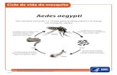 Ciclo de vida: o mosquito · Ciclo de vida do mosquito Um ovo leva cerca de 7 a 10 dias para se desenvolver e se tornar um mosquito adulto. Adulto As fêmeas do mosquito depositam