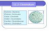 11.2.Clostridium - WordPress.com · 2020. 3. 25. · Algunas prácticas de manejo como descole, descorne, castración pueden dar lugar a la enfermedad. Otra posibilidad es la infección