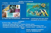 Genética- 1ª Lei de Mendel 1- Genética → estudo da hereditariedadebiblioteca.facige.com.br/biblioteca/wp-content/uploads/... · 2017. 1. 31. · Genética- 1ª Lei de Mendel
