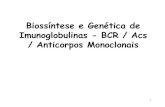 Biossíntese e Genética de Imunoglobulinas - BCR / Acs ... · ANTICORPOS MONOCLONAIS • São anticorpos com elevada especificidade e obtidos por uma técnica que é capaz de fundir