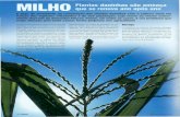 competição das plantas daninhas com a cultura varia em ...€¦ · Modo de Ação Herbicidas chlorimuron-ethyl/ imazaquin/ imazethapyr/ nicosulfuron/ pyrithiobac-Na chlorimuron-ethyl