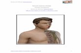 Manual de Anatomia e Fisiologia - MassagemPro cefad/SISTEMA TEGUMENTAR... · 2021. 1. 2. · Revisto em 2016 por Paulo Murteira Veja os meus videos no youtube e subscreva o canal