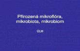 Přirozená mikroflóra, mikrobiota, mikrobiom · The Normal Microbiota • Exposure to the large variety of environmental microbes associated with a high-fiber diet could increase