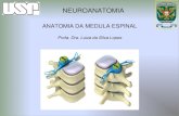 ANATOMIA DA MEDULA ESPINAL...ANATOMIA DA MEDULA ESPINAL Organização segmentária externa -par de raízes nervosas (T=31) dorsal ou posterior (sensitiva) ventral ou anterior (motora)