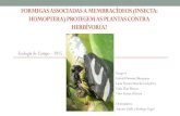 Formigas associadas a membracídeos (Insecta: Homoptera ...ecologia.ib.usp.br/curso/2015/pdf/APO1-G4.pdf · •Formigas devem apresentar outras fontes de alimento •Tempo de permanência