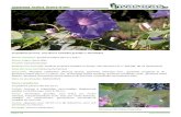 Ipomoea indica (bons-dias) - Aprender com Saídas de Campo · 2014. 5. 23. · impedindo o desenvolvimento da vegetação nativa. Habitats Rede Natura 2000 mais sujeitos a impactes