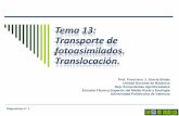 Tema 13: Transporte de fotoasimilados. Translocación. PDF/Tema 13... · Tema 13: Transporte de fotoasimilados. Translocación. Diapositiva nº: 1 Prof. Francisco J. García Breijo.