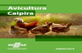 Caipira - Sebrae Sebrae/UFs/RN... · 2020. 1. 16. · da galinha caipira. / Fernando Antônio Villar Ramalho Cavalcanti. – Natal : SEBRAE/RN, 2019. 108p. 978 -85 88779 50 1 1. Avicultura