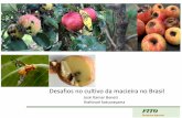 Desafios no cultivo da macieira no Brasilreport.agropages.com/userfiles/pdf/Fito.pdfVacaria, RS São Joaquim, SC Fraiburgo, SC Palmas, PR FITO Pesquisa Agrícola Cultivo da macieira