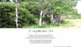 Capítulo 31 - Embrapa Cerradossimposio.cpac.embrapa.br/.../palestras/capitulo_31.pdf · 2011. 5. 6. · Capítulo 31 Entre todas as formas de exploração Eleja o sistema de agrofloresta
