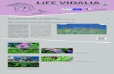 Life Vidalia · 2020. 9. 28. · LIFE VIDALIA. As áreas de intervenção deste projeto incluem todas as áreas da Rede Natura 2000 onde estas espécies ocorrem nas ilhas do Faial,