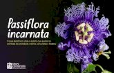 Sumário - Centroflora...A flora da Passiflora incarnata é composta por pétalas e sépalas, três estigmas, com cinco estames de extremidades livres e anteras grandes com grãos