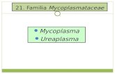 Mycoplasma Ureaplasma...Familia Mycoplasmataceae Son las bacterias de vida libre más pequeñas; miden de 0.2 a 1 µm. Su genoma es pequeño (600 kb). Carecen de pared celular y son