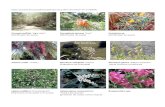 Caesalpinia spinosa “tara” Crotalaria sp. (Nitrificador de suelo) … · 2011. 11. 30. · Estas es parte de la biodiversidad que se podría encontrar en el PENAR: Prosopis pallida