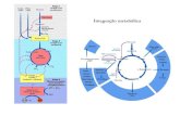Integração metabólicabioinfo.iq.ufrj.br/graduacao/EQ/teoria/aulas/bl3/aula 10... · 2014. 8. 20. · Principais caminhos metabólicos que utilizam glicose. Glicólise e Fermentação.