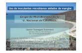 Uso de inoculantes microbianos aislados de manglar. Grupo de Microbiolog ía de … · 2015. 4. 22. · Grupo de Microbiolog ía de la U. Nacional de Colombia. Uso de inoculantes
