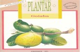 Embrapa - (Colecao Plantar - VIRTUAL) - Goiaba · 2017. 7. 26. · goiabeira vegeta e produz bem desde o ní vel do mar até a altitude de I. 700m. A espé cie está amplamente difundida