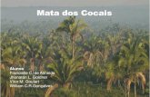 Mata dos Cocais - bertoldibertoldi.weebly.com/.../4/6/8/9/46892617/mata_dos_cocais.pdf · 2018. 8. 30. · Mata dos Cocais. Milhares de pessoas vivem do extrativismo do coco de babaçu.