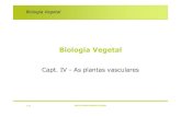 Biologia Vegetal - ULisboamaloucao/Aula 11BV.pdfBiologia Vegetal As Plantas Vasculares •As condições ambientais do Devónico ao Carbonífero •A organização das plantas: morfológica