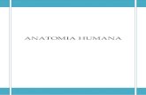 ANATOMIA HUMANA - Yola · 2009. 8. 13. · Prof. Adriano Anatomia Humana 2 Caro(a) Aluno (a), este material serve apenas como roteiro de aula e material de apoio, não substitui os
