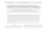 Pathogenicity of Miamiensis avidus (syn. Philasterides ...vaceus (Yoshinaga & Nakazoe 1993, Jee et al. 2001, Kim et al. 2004a,b, Jung et al. 2005), turbot Scophthal- mus maximus (Dyková