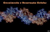 Distinguir DNA e RNA com base nas suas características … · 2012. 8. 25. · 2012 Os processos de divisão são os responsáveis pelo crescimento e renovação celular (multicelulares)