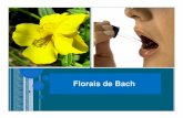 Aula de florais - Portal IDEA