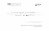 Evaluación de la Adhesión y Permanencia de Microcápsulas ...