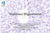 Sistema Digestório - files.cercomp.ufg.br