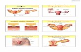Sistema Genital Feminino - Aula de Anatomia