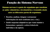 Função do Sistema Nervoso - University of São Paulo