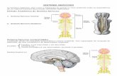 Sistema Nervoso Central - Webnode