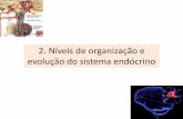 2. Níveis de organização e evolução do sistema endócrino