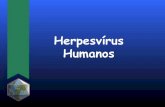 Herpesvírus Humanos
